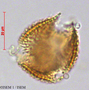 Tetrorchidium andinum - lame n° 29229
